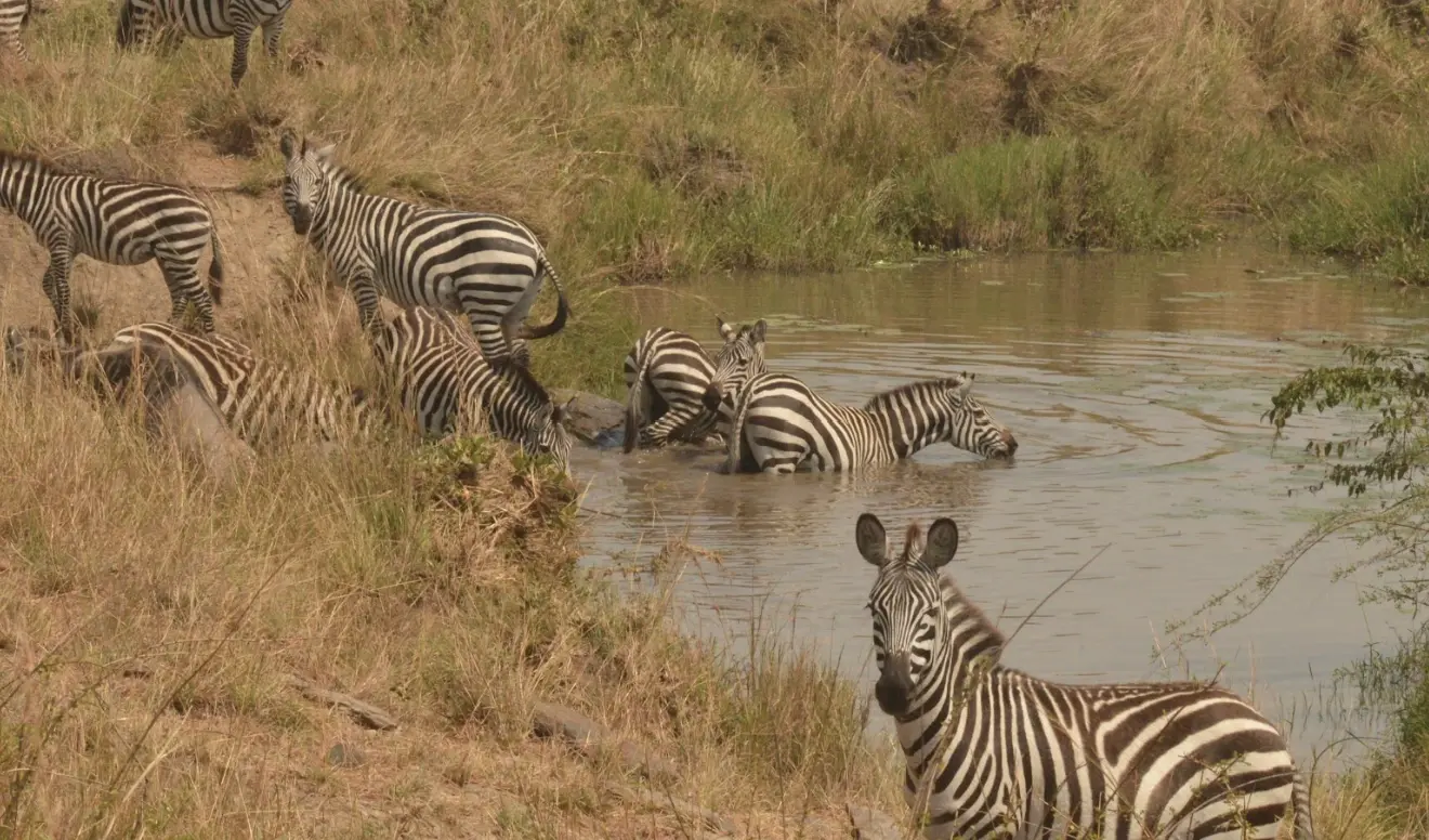 Day 6 Morning game drive and transfer to Masai Mara