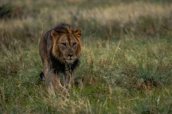 Safari Payment - Image 2