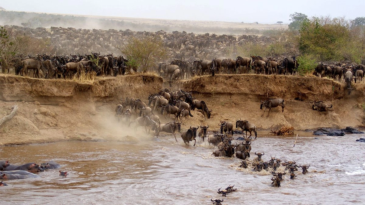 Day 2 Amazing Masai Mara Game Drive