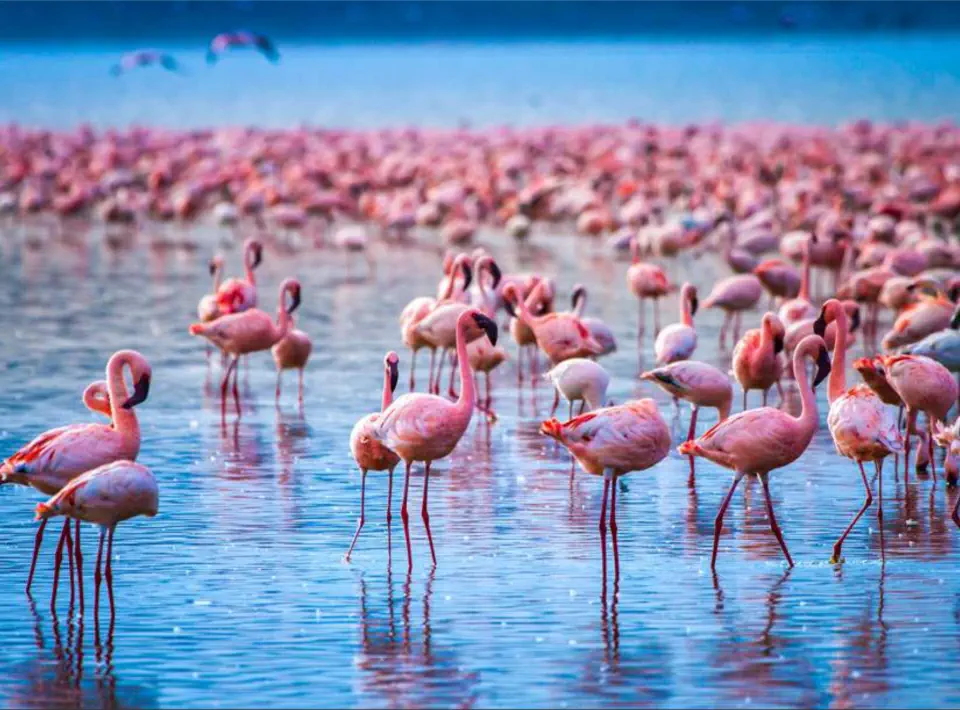 Day 4 Explore Lake Nakuru National Reserve and Lake Naivasha
