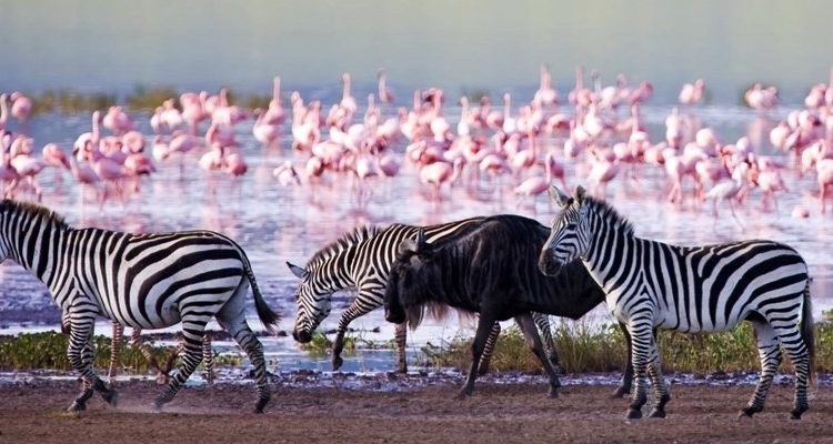 Day 3 Morning Game Drive and Transfer to Lake Nakuru National Park
