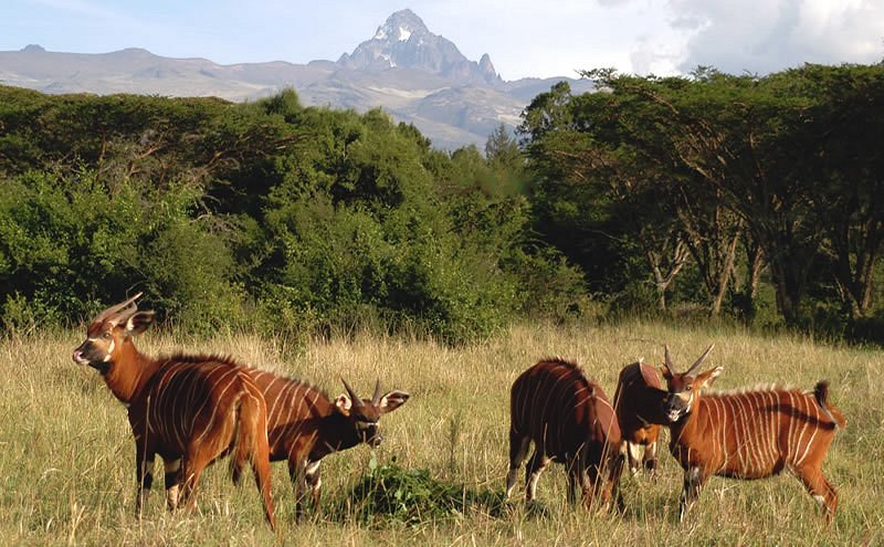 Day 1 Arrival at Nairobi and Transfer to Samburu